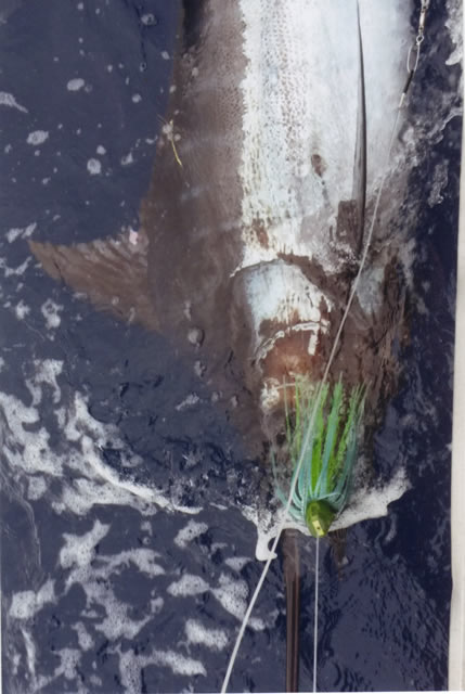 ANGLER: Dave Venn SPECIES: Blue Marlin  ESTIMATED: 250 Plus Kg. LURE: 13″ Black + Green Dingo